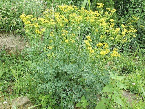 Eigenschappen van de wijnruit