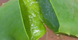 Behandel huidvlekken op natuurlijke wijze