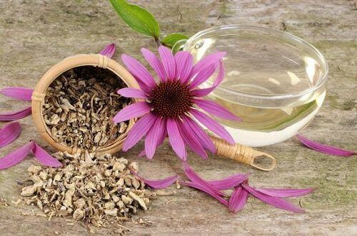 Echinacea tegen peesontsteking
