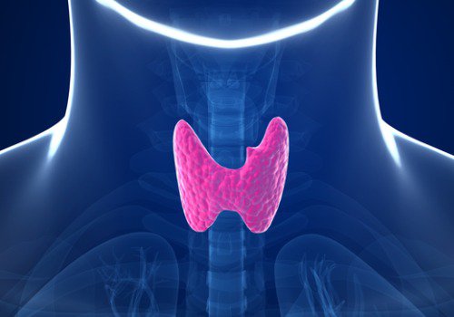 Schildklier in het lichaam