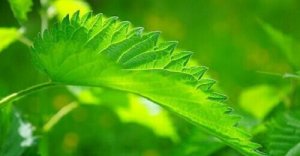 Trucjes om snurken te voorkomen