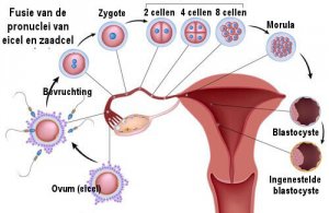10 voedingsmiddelen die je vruchtbaarder maken