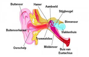 Verrassende huismiddelen tegen oorpijn