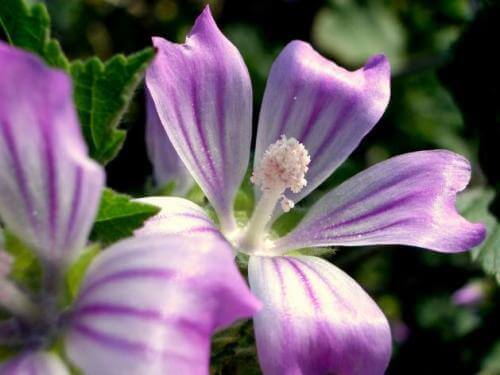Harpagophytum om te helpen bij de behandeling van fibromyalgie