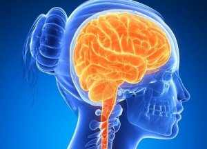 6 voedselsoorten die de hersenen actief houden