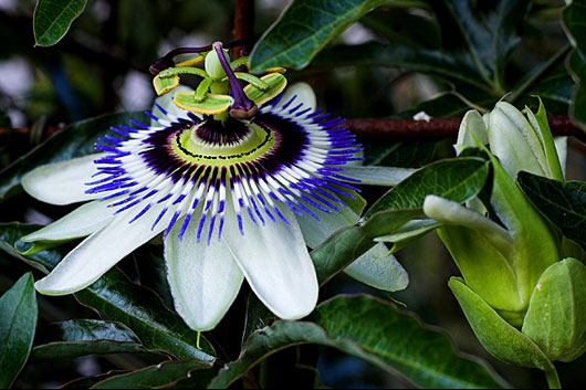 Passiebloem