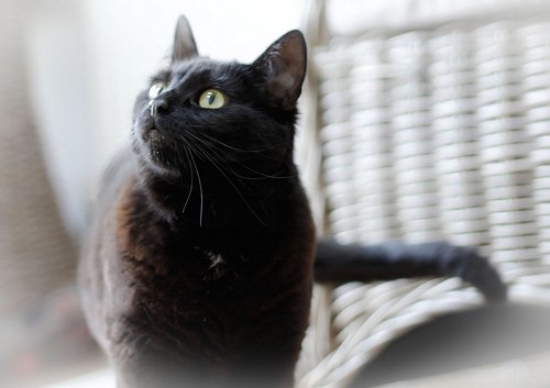 Een van de manieren om baking soda te gebruiken is om urinegeur van je huisdier uit je huis te verwijderen