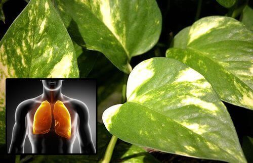 pothos-plant Pothos Plant