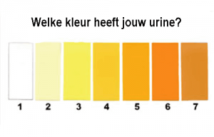 Wat zegt je urine over je gezondheid?