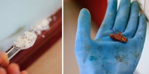 Op een natuurlijke manier van kakkerlakken afkomen