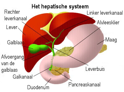 Het leverstelsel