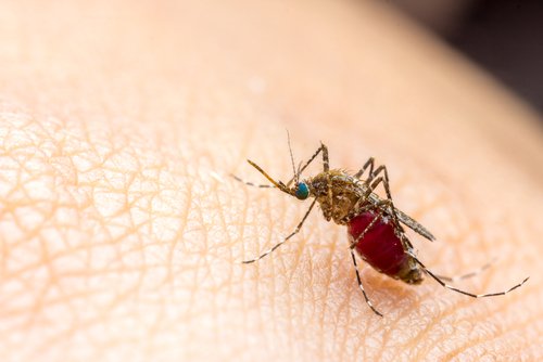 Muggen afweren met Vicks VapoRub zalf 