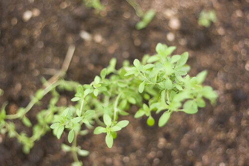 Oregano