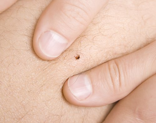Teken afweren met natuurlijke middeltjes