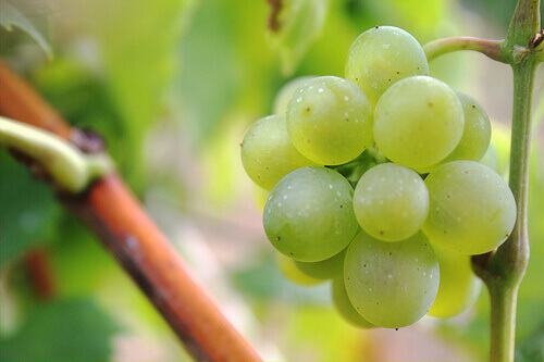 Witte druiven tegen brandend maagzuur