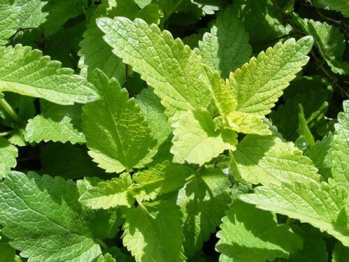 Angst verlichten en zenuwen kalmeren met citroenbalsem