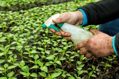 Pesticide