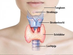 Schildklierproblemen natuurlijk behandelen