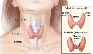 Kokoswater voor het behandelen van hypothyreoïdie