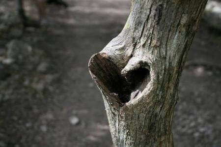 Hart in een boomstam