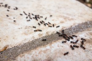 Mieren bestrijden zonder chemicaliën