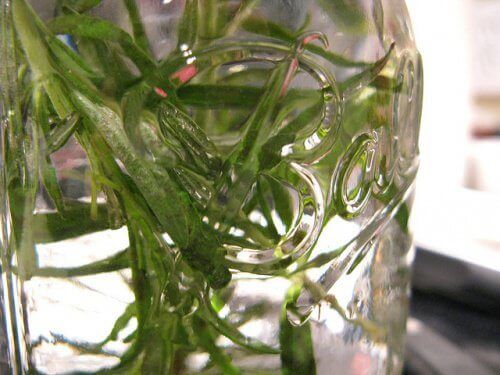 Hoe maak je alcohol met rozemarijn