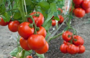 Zelf thuis tomaten kweken