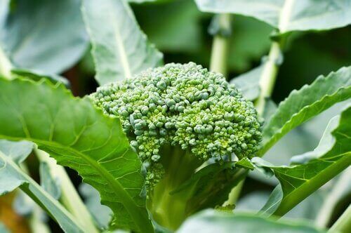 Gestoomd is een andere manier om broccoli te eten
