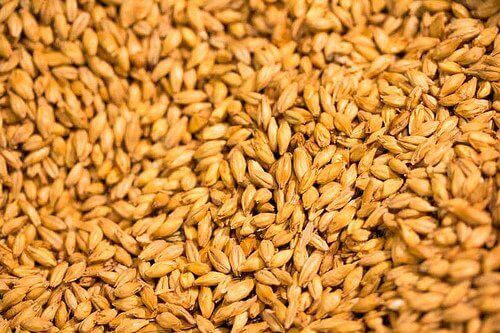 Close up van gerstkorrels