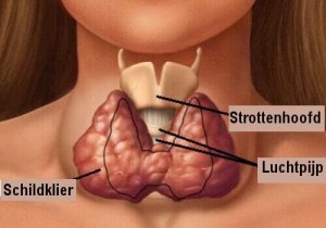 De voordelen van zeewier voor hypothyreoïdie