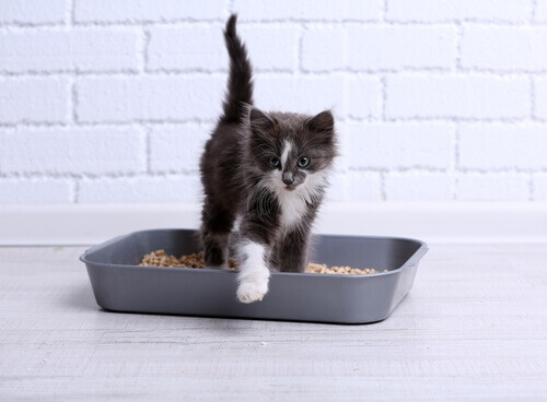 Kattenbak verschonen met babypoeder