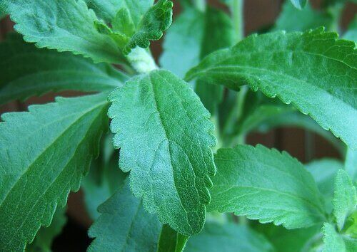 Steviaplant