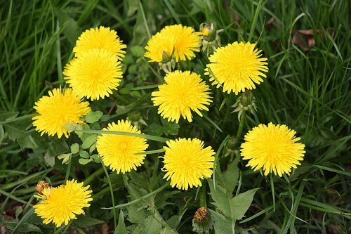 Paardenbloem om te helpen een zuivere huid te krijgen