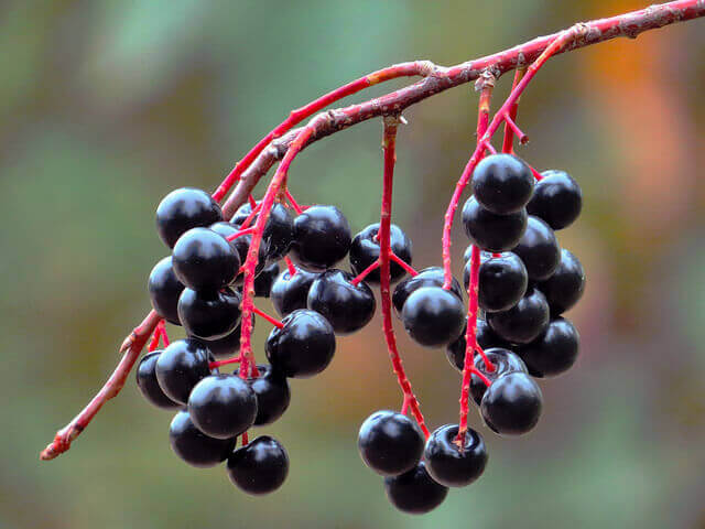 Kunnen vlierbessen je helpen om een zuivere huid te krijgen