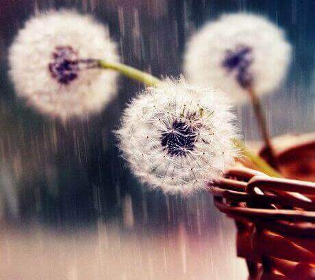 Bloem
