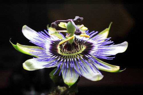 Passiebloem