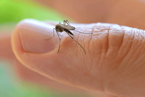zika-mug Zika-virus