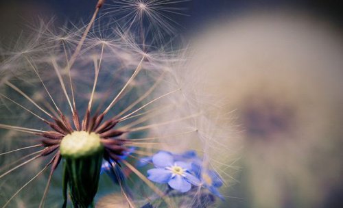 Paardenbloem met pluis