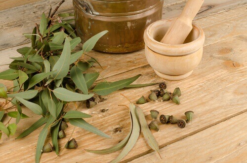 Eucalyptus tegen Muggen
