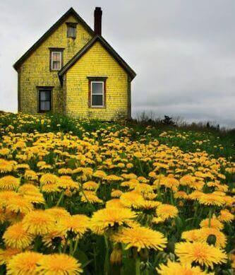 de storm veld met paardebloemen en geel huis