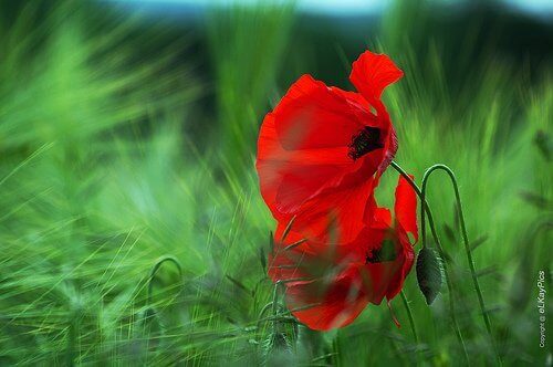 Klaproos in het gras