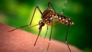 7 kruiden om muggen af te weren op natuurlijke wijze