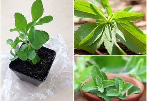 Je eigen zoetstof: hoe je zelf stevia kunt kweken