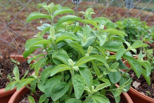 Steviaplant