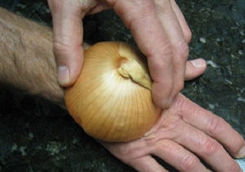 Uien tegen insectenbeet