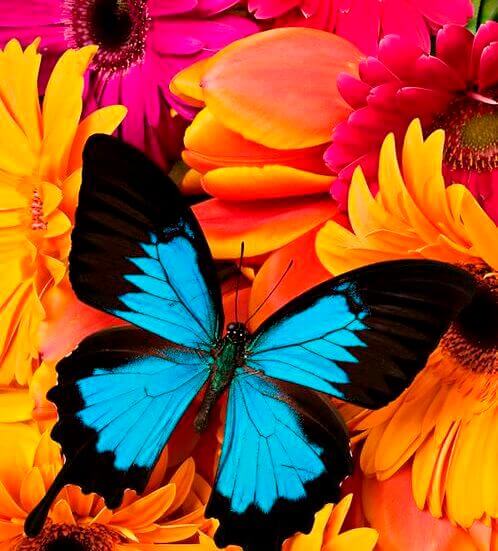 Blauwe vlinder met oranje en rose