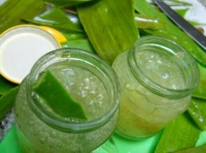 Zelf aloë vera gel maken? Lees onze tips