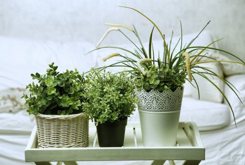6 perfecte planten voor in je slaapkamer