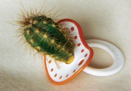 Speen met cactus als metafoor voor giftige families