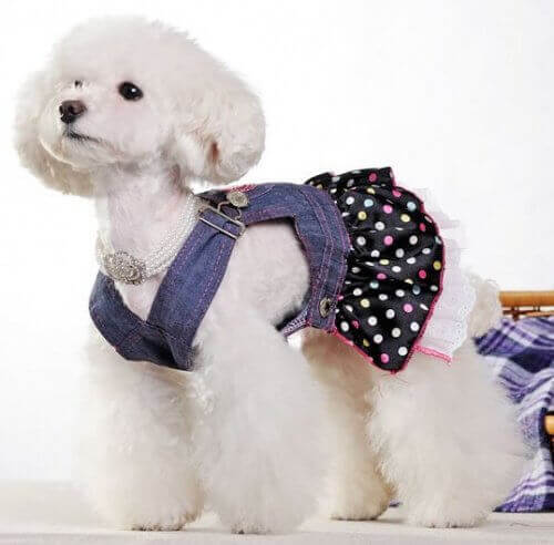 Hond met Pakje van Jeans